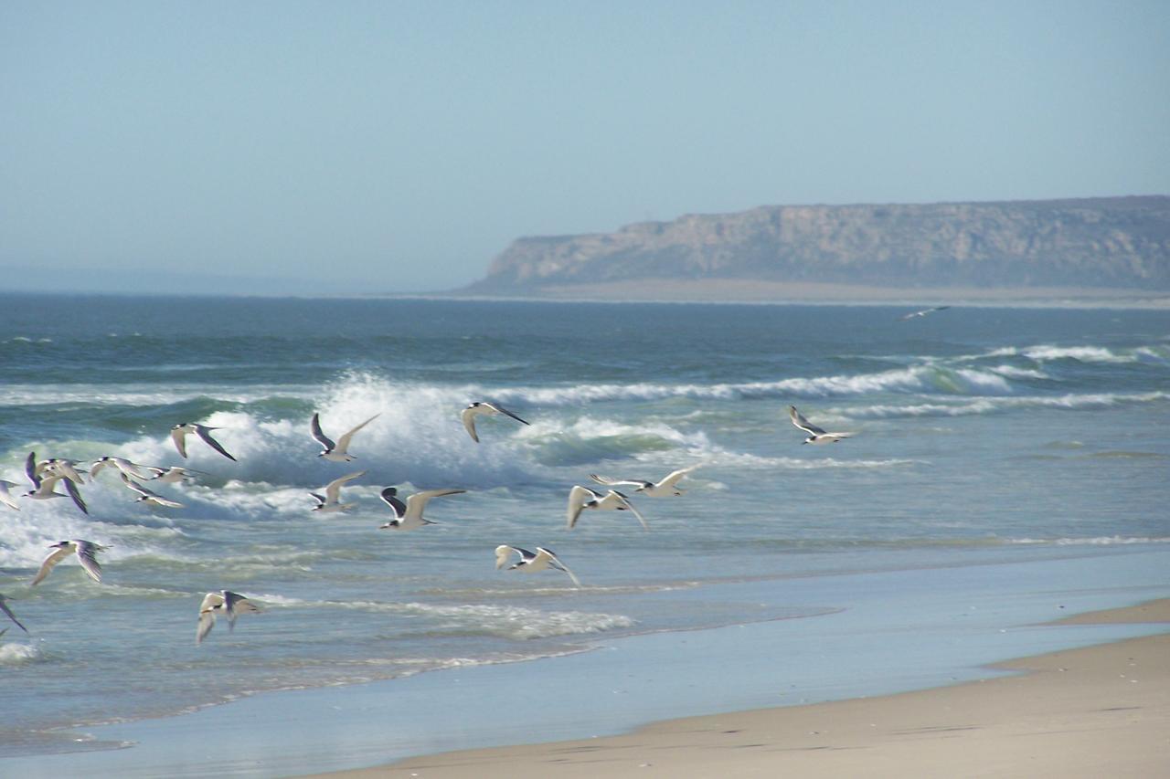 Draaihoek Lodge & Restaurant Elands Bay Εξωτερικό φωτογραφία